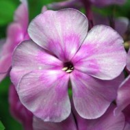 Флокс Phlox Седая Дама